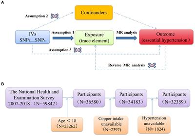 Association between copper intake and essential hypertension: dual evidence from Mendelian randomization analysis and the NHANES database